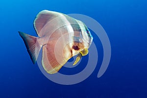 Closeup of Big Bat Fish