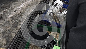 Closeup A big black rabbit and a lot of little white rabbits sit in a metal cage. An adult dark rabbit and many small