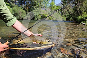 Closeup of big brown trout being caught in net