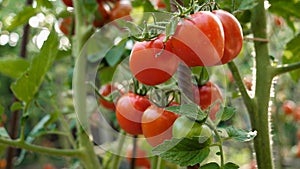 Closeup of big bunch of ripe red tomatoes growing at garden