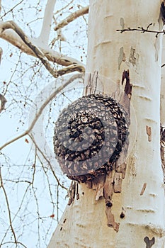 Big burl on a tree trunk