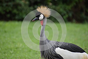 Closeup of a big colorful African Crowned Crane in South Africa