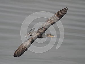 Closeup of a big cormorant in flight over water