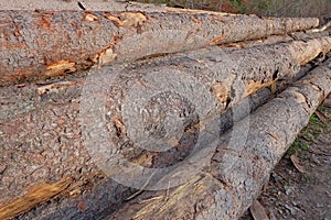 Closeup of big cut tree trunks and logs