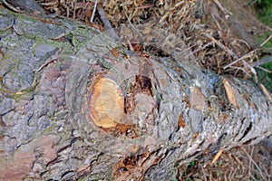 Closeup of big cut tree trunks and logs
