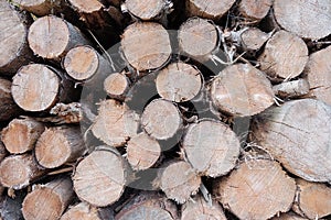 Closeup of big cut tree trunks and logs
