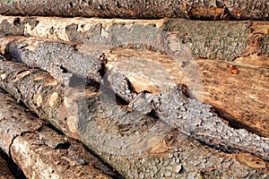 Closeup of big cut tree trunks and logs