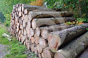 Closeup of big cut tree trunks and logs