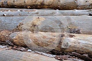 Closeup of big cut tree trunks and logs