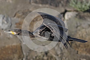 Closeup of a big Douro river cormorant in flight photo