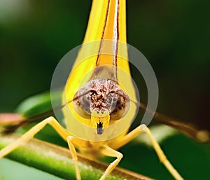 CloseUp of Big eyes  yellow Butterfly