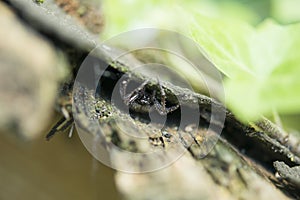 Closeup of big fat black spider couching on a prey