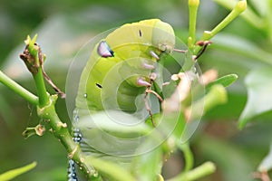 Closeup the Big green worm on tree, Giant green worm on treetop