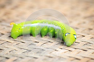 Closeup the Big green worm on tree, Giant green worm on treetop