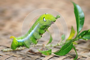 Closeup the Big green worm on tree, Giant green worm on treetop