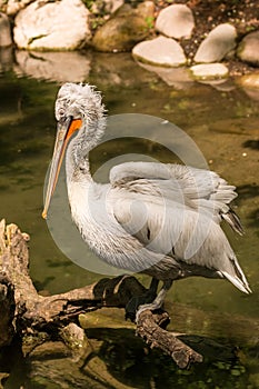 Closeup of the big grey pelican standing