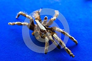 Closeup of a big hairy spider on a blue table under the lights