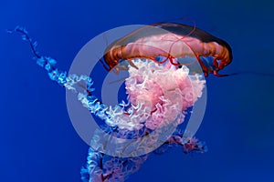 Big jellyfish, sea nettle
