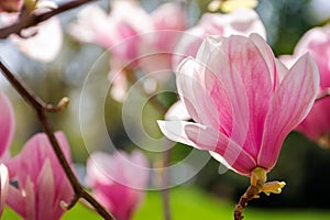 closeup of big pink flower of magnolia tree in blossom