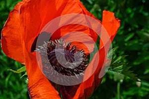 Closeup of a big red poppy Summer period