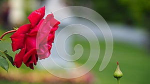 Closeup of big red rose in Halifax Public Gardens in summer.