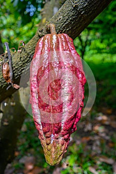 A cocoa pod hanging on a tree branch. Food ingredient for a 100% finest dark chocolate. Cocoa butter and chocolate fruit