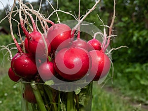 Closeup of big, ripe, red-pink radish plant Raphanus raphanistrum subsp. sativus edible roots gathered in bouquet in a glass