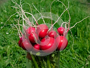 Closeup of big, ripe, red-pink radish plant Raphanus raphanistrum subsp. sativus edible roots gathered in bouquet in a glass