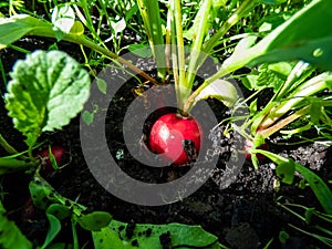 Closeup of big, ripe, red-pink radish plant Raphanus raphanistrum subsp. sativus root - edible root vegetable in black soil with