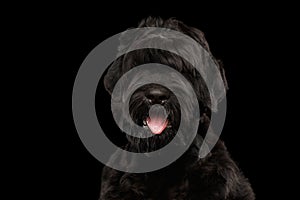 Closeup Big Russian Black Terrier Dog with tongue, Isolated Background