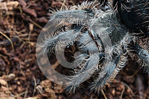 Closeup big spider tarantula Brachypelma Albopilosum often kept as a pet.