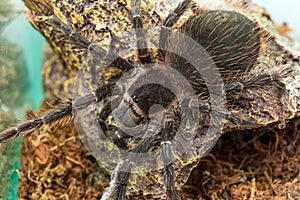 Closeup big spider tarantula Lasiodora parahybana often kept as a pet. photo