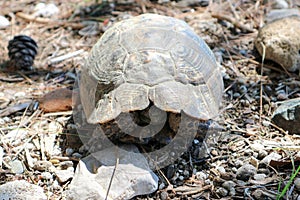 closeup of a big turtle on a rock