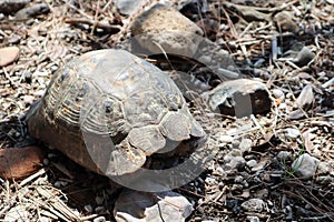 Closeup of a big turtle on a rock