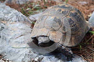 Closeup of a big turtle on a rock