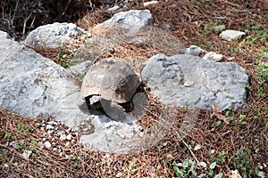 Closeup of a big turtle on a rock