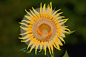 Big yellow sunflower