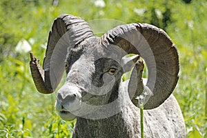 Closeup of Bighorn Sheep