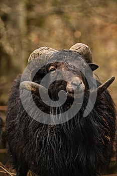 Closeup of a bighorn sheep against a blurry field