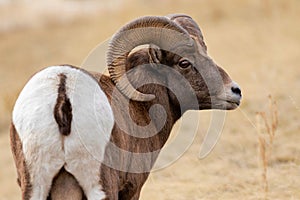 Closeup of a bighorn sheep in a field