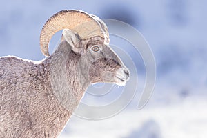 Closeup of a bighorn sheep in a snowy field on a sunny day