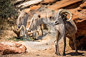 Closeup of a bighorn sheep standing on stones in Southern Utah Red Rocks