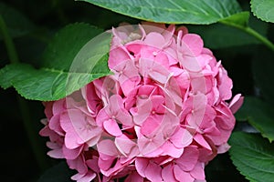 Closeup of bigleaf hydrangea bloom cluster outdoors