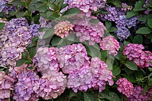 Closeup of a bigleaf hydrangea flower