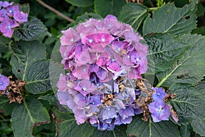 Closeup of a bigleaf hydrangea flower