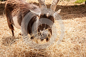 Closeup of Billy Goat Eating Hay