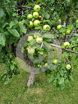 Closeup of a bio organic green apples growing on the branches of an apple tree in an orchad