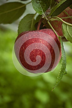 Closeup of a bio organic red apple growing on the branches of an apple tree in an orchad