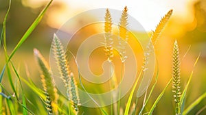 A closeup of a biofuel crop field at sunset the plants bathed in warm golden light creating an idyllic and serene