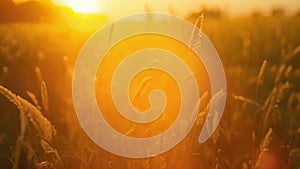 A closeup of a biofuel crop field at sunset the plants bathed in warm golden light creating an idyllic and serene